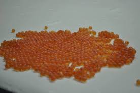 Enjoy fresh salmon roe and buy delicious produce online on alibaba.com. Imported Eggs Ruling Makes A Mockery Of Scottish Salmon Fishfarmingexpert Com