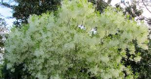 Image result for Chionanthus