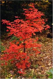Acer Griseum Paper Bark Maple Maple Tree Deciduous Trees Garden Trees