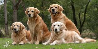 Golden Kopek Fiyatlari Satilik Golden Retriever Yavrusu Golden Ozellikleri