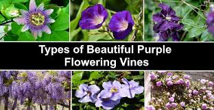 The purple robe locust boasts elegant leaves as well as gorgeous purple flowers and can grow up to fifty feet tall. Purple Flowering Vines Climbing Vines With Their Picture And Name