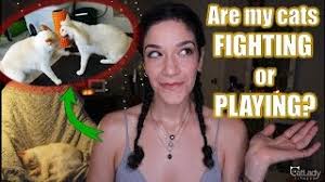 When cats play fight , there will be no injuries (unless accidental) and at they will get on with their business. Are My Cats Playing Or Fighting How To Tell The Difference Prevent Conflict Break Up A Fight Youtube