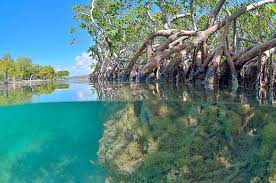 Check spelling or type a new query. Gilligan Island Guanica Things To Do Copamarina Resort