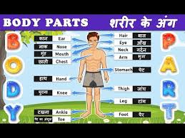 Most relevant best selling latest uploads. Body Part Name In Hindi English à¤¸à¤° à¤° à¤• à¤… à¤— à¤• à¤¨ à¤® Name Of Body Part
