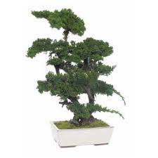 Many of these species of junipers do very well for bonsai due a variety of factors including foliage sizes and shape, drought tolerance, trunk resiliency, and root strength. Juniper Bonsai Siji Greenhouse