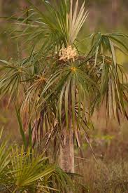 Image result for Coccothrinax