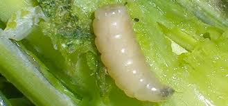 Check spelling or type a new query. Insect Identification Bug Identification Garden Pests Uk And Europe