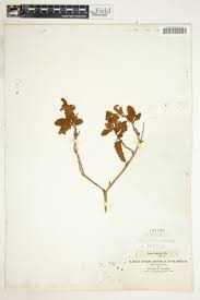 Image result for Aptosimum albomarginatum