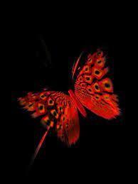 We hope you enjoy our growing collection of hd images to use as a background or home screen for. Butterfly Black Red Free Image On Pixabay