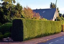 Eibe Taxus Baccata Gunstig Online Kaufen Eibe Blumenrabatte Baum Des Jahres