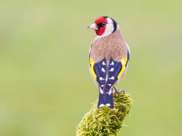 15 Oiseaux A Voir Au Jardin Durant L Hiver Oiseaux Animaux Beaux Et Oiseaux Des Jardins