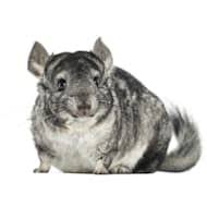 The only way vacation could get any better is if you didn't have to leave your pet behind. Small Pets Animals Hamsters Rabbits More Petco