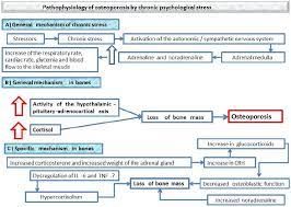 Pathophysiology Of Osteoporosis Genes Oxidative Stress And Immunopathogeny A Qualitative Systematic Review