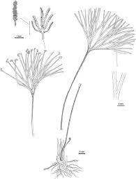 Image result for Schizaea pectinata