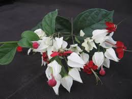 Image result for Clerodendrum toxicarium