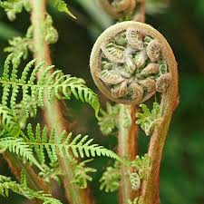 Tree Fern (Dicksonia antarctica) 2ft