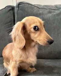 Today we offer you pups who are not mad—just unimpressed, annoyed,  suspicious, and a little judgmental. Their side eye is devastating, but we  are honored to receive it. 13/10 for all In