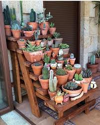 If you can carefully remove this plant from the root, you will reproduce the cactus in a different pot. Happy Sunday Succulove Shared By Motherofcrasas House Plants Plants Indoor Garden Planting Succulents