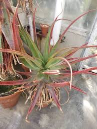 Image result for Aloe spicata