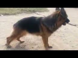 Get the best deal for labrador retriever puppy food from the largest online selection at ebay.com. German Car Olx Dogs For Sale In Lahore