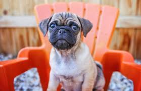These names will help you brainstorm and come up with more ideas for names. Chug Dog What It S Like To Own A Chihuahua Pug Mix All Things Dogs All Things Dogs