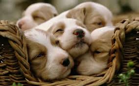 Puppies in dogs & puppies for sale. Puppies And Kittens Here S Why Too Cute Is The Show We Need Right Now Film Daily
