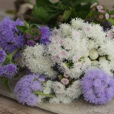 Image result for Ageratum