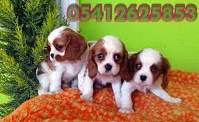 Cavalier Ilanlari Cavalier King Charles Cavalier King Charles
