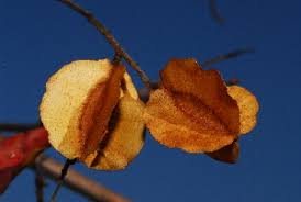 Image result for Combretum padoides