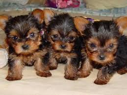 We feel strongly about our responsibility to educate our placement families to the specifics of the yorkshire terrier breed. Yorkshire Terrier Breeders Near Clifton New Jersey