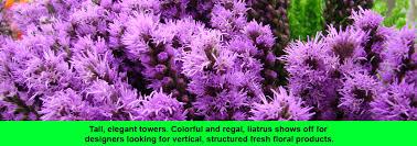 Cfm is a community of thirty family owned floral trade businesses supplying florists, resellers, and the public with farm fresh cut flowers, roses, indoor and outdoor plants, orchids, floral. Los Angeles Flower District