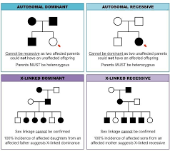 Pedigree Charts Inheritance Cheat Sheet Biology Lessons