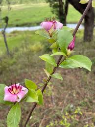 Image result for Strophanthus angusii