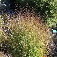 Image result for Aizoon virgatum