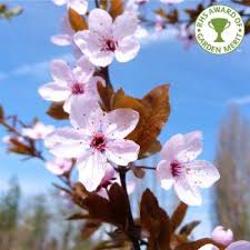 Head out for a walk or into your back garden. Pin On Garden Ideas