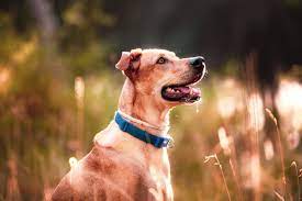 パブロフの犬とはどんな意味？実験の内容やわかりやすい例えとは | わんちゃんホンポ