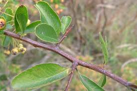 Image result for Pyracantha cf. crenulata