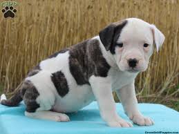They need a lot of attention because they tend to have emotional personalities…this makes them bond very closely with a good brushing with a hard bristle brush once a week is fine. Ellie American Bulldog Puppy For Sale In Pennsylvania American Bulldog Puppies Puppies Bulldog Puppies For Sale
