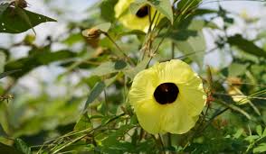 Image result for Hibiscus tiliaceus