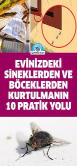 evinizdeki sineklerden ve boceklerden kurtulmanin 10 yolu faydali bilgin bocek karincalar bilgi