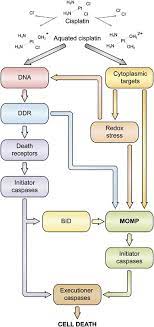 Molecular Mechanisms Of Cisplatin Resistance Oncogene