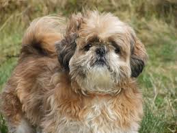 We would like to show you a description here but the site won't allow us. Shih Tzu Grooming Tips Styles Canna Pet