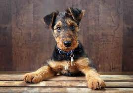 Maybe you would like to learn more about one of these? Airedale Terrier For Sale Ireland Pets Lovers