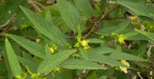 Image result for Sida ovata