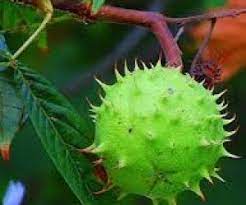 at kestanesi yagi nasil kullanilir sagliklimiyim com