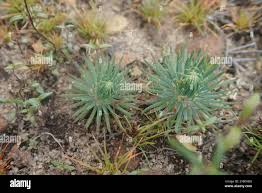Image result for Psammotropha myriantha