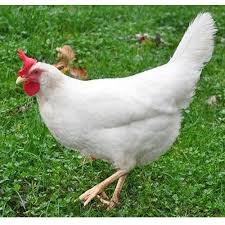 A big ourhug for you. Poultry Live Chicken Desi Chicken Nattu Kozhi à¤•à¤¨ à¤Ÿ à¤° à¤š à¤•à¤¨ Zesty Chicken Shop Bengaluru Id 14603174133