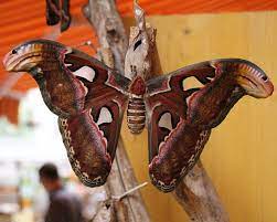 La Mariposa Mas Grande Del Mundo Y Cuanto Mide Top 3 Especies Con Imagenes