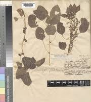Image result for Acalypha lanceolata
