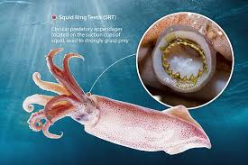 Inner acetabulumthe inner acetabulum muscle forms the wall of the sucker. Razor Sharp Teeth Inside The Suckers Of A Squid S Tentacle Could Be Used To Replace Plastics Daily Mail Online